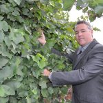 Sean Cole grape vines